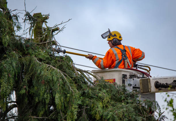 Tree Care