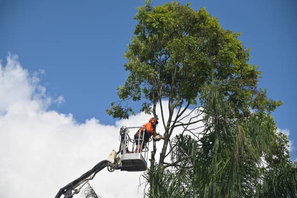 Reliable Lannon, WI Tree Care Solutions