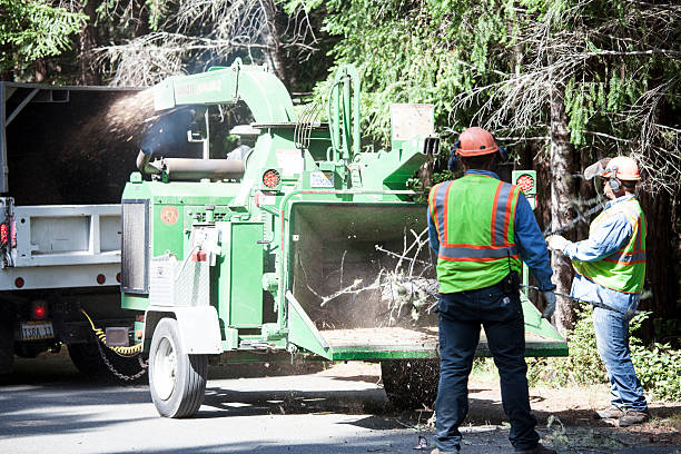 Best Tree Disease Treatment  in Lannon, WI