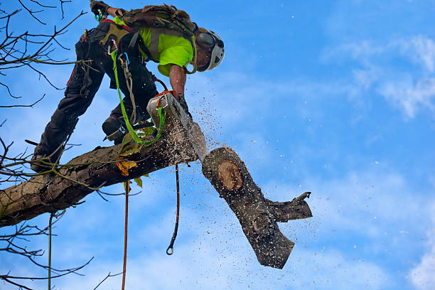 Best Weed Control  in Lannon, WI