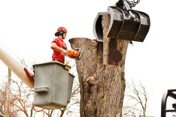 How Our Tree Care Process Works  in  Lannon, WI